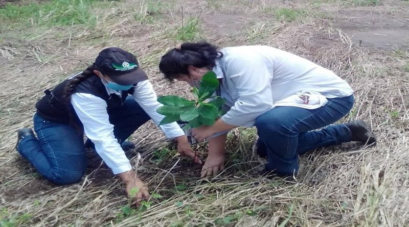 Impulsan protección ambiental con jornadas de reforestación en Guárico