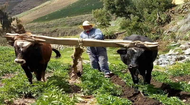 Alianza Científico-Campesina potencia la producción de alimentos en Venezuela pese a medidas coercitivas unilaterales
