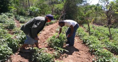 Inspeccionan cultivo de tomates en la comunidad de Guaibacoa estado Falcón