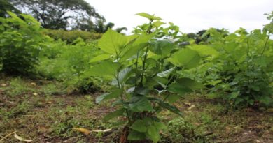 Escuela Agroecológica Indio Rangel suscribe acuerdo para producir 400 mil plantas
