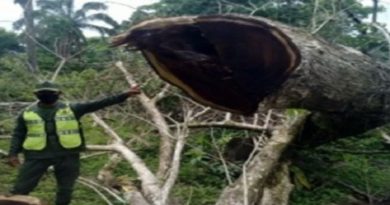 GNB incauta más de cuatro metros cúbicos de madera en rola en Barinas
