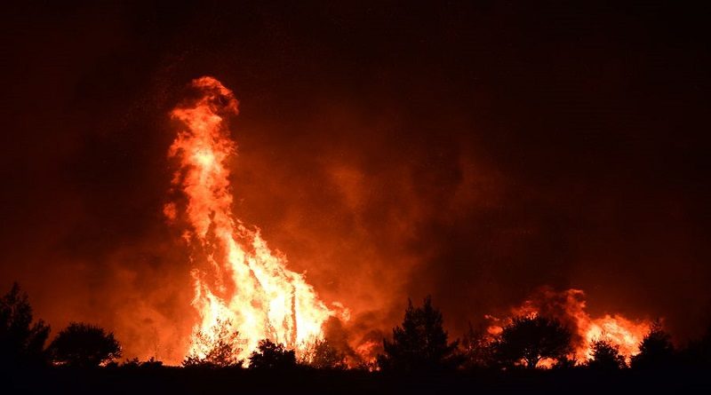 Incendios forestales en Argelia dejan al menos 42 muertos