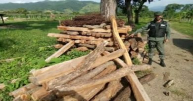 GNB incauta 235 estantillos y cuatro mil metros cúbicos de madera en tres procedimientos