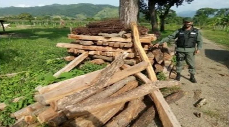 GNB incauta 235 estantillos y cuatro mil metros cúbicos de madera en tres procedimientos