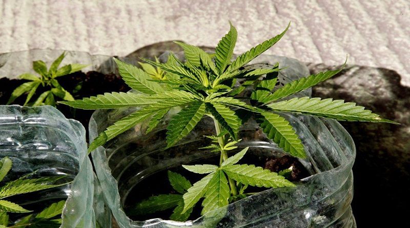Uruguay planea autorizar el mercado de cannabis a los turistas