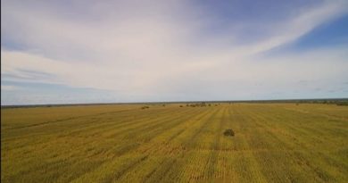 Unidad Productiva Social Agrícola garantiza alto rendimiento alimentario de cereales en Guárico