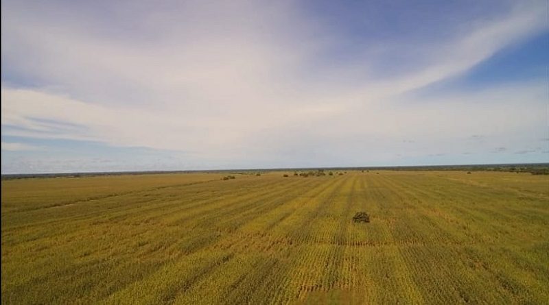 Unidad Productiva Social Agrícola garantiza alto rendimiento alimentario de cereales en Guárico