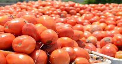 Sistema productivo en Guárico registra un incremento de 119% correspondiente al ciclo invierno 2021