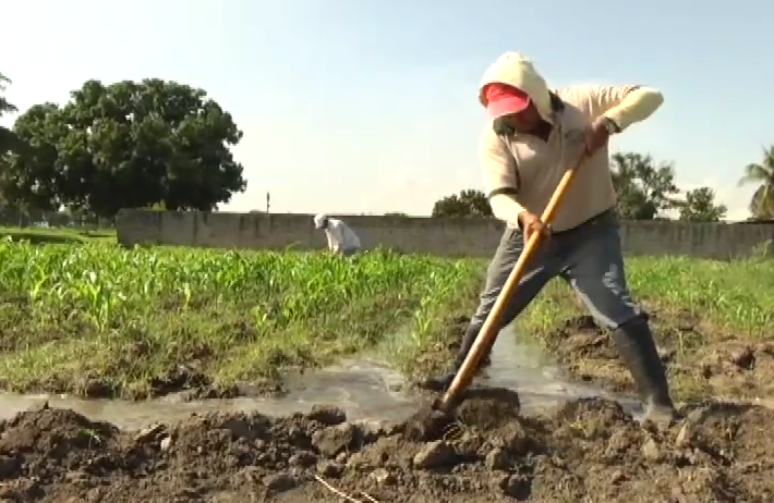 Aragua | Mejoramiento genético de variedades de maíz se realiza en Venezuela con investigación científica campesina