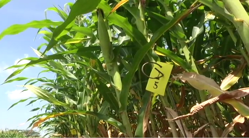 Aragua | Mejoramiento genético de variedades de maíz se realiza en Venezuela con investigación científica campesina