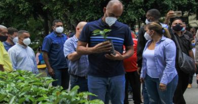 Cultivan 170.000 plántulas de café en Miranda