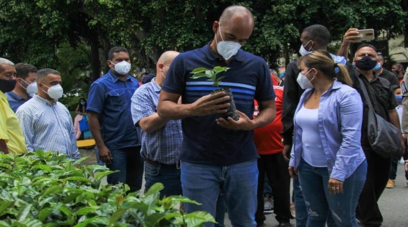 Cultivan 170.000 plántulas de café en Miranda