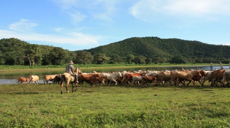 Instan al impulso del canto del trabajo del llano como resguardo a la identidad cultural de Venezuela