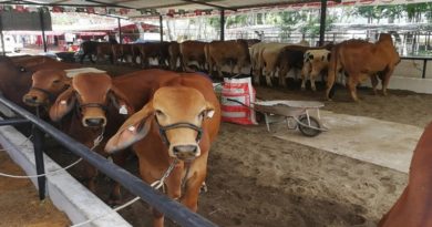 II Feria Ganadera se llevará a cabo este 17 y 18Sep en El Tigre