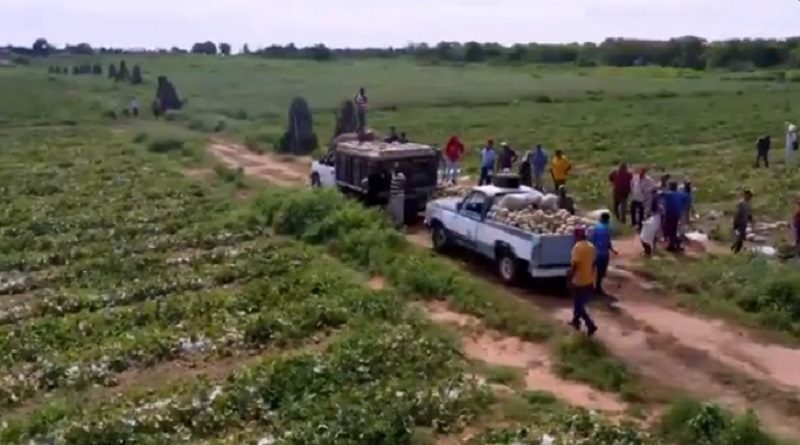 Gobierno Bolivariano establece acuerdos para el reimpulso de la producción de la agricultura y ganadería en el Zulia