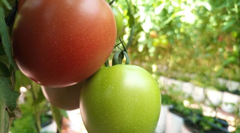 Sistema de producción de tomates Techo Verde Agrológico consigue más de 3 mil toneladas en su primera cosecha