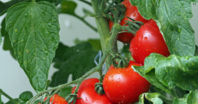 Japón autoriza por primera vez la comercialización de tomates con genoma editado para tratar la hipertensión