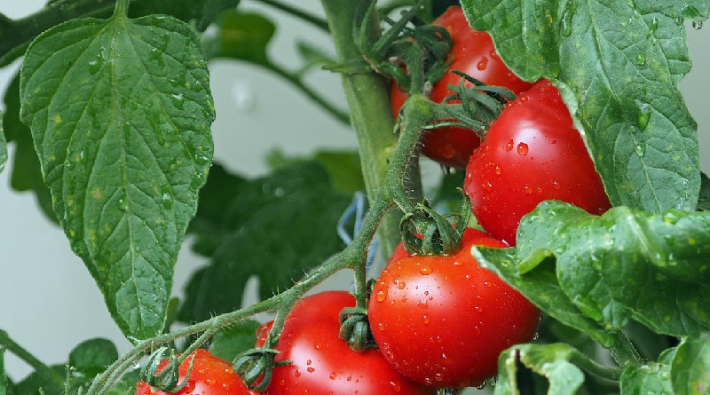 Japón autoriza por primera vez la comercialización de tomates con genoma editado para tratar la hipertensión