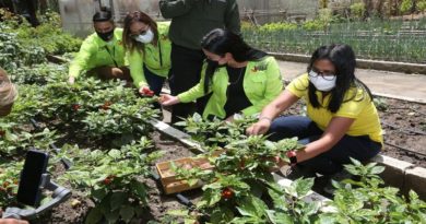 Activado Organopónico Bolívar 1 para el cultivo de hortalizas y plantas medicinales en Caracas