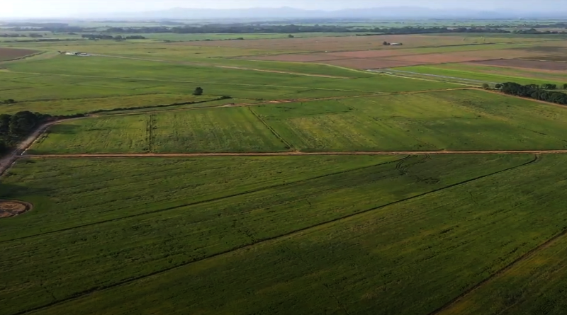 Agrícola Ajuro de Portuguesa estima obtener 6 toneladas de arroz por hectárea