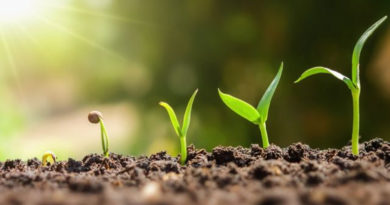 Científicos chinos descubren nuevas especies de plantas