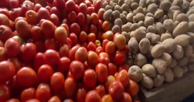 Táchira produce más de 5 millones de hortalizas por semana