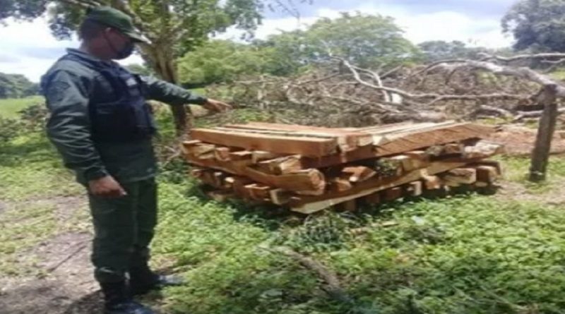 Incautan mil estantillos de madera en Barinas y Carabobo