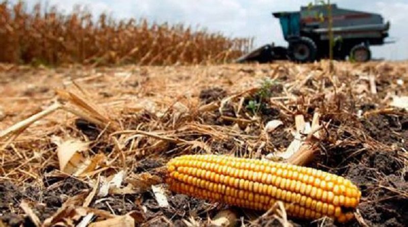ONU alerta sobre escasez de alimentos