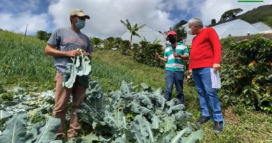 Productores trabajan en sustitución de agroquímicos por técnicas ecológicas para el control de plagas