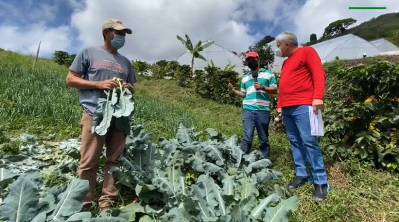 Productores trabajan en sustitución de agroquímicos por técnicas ecológicas para el control de plagas