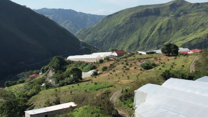 Productores trabajan en sustitución de agroquímicos por técnicas ecológicas para el control de plagas