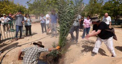 Investigadores germinan con éxito semillas de más de 2.000 años de antigüedad encontradas en Israel