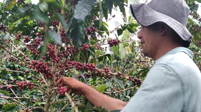 A propósito del tema, el presidente de la República, Nicolás Maduro, ordenó distribuir café en los combos alimenticios del CLAP.