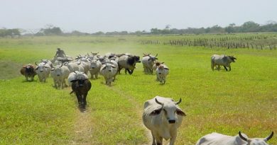 Matadero Industrial “San Francisco” procesa 600 reses por día impulsando la producción de alimentos en Apure