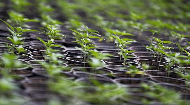 España rechaza proyecto para regular el cannabis