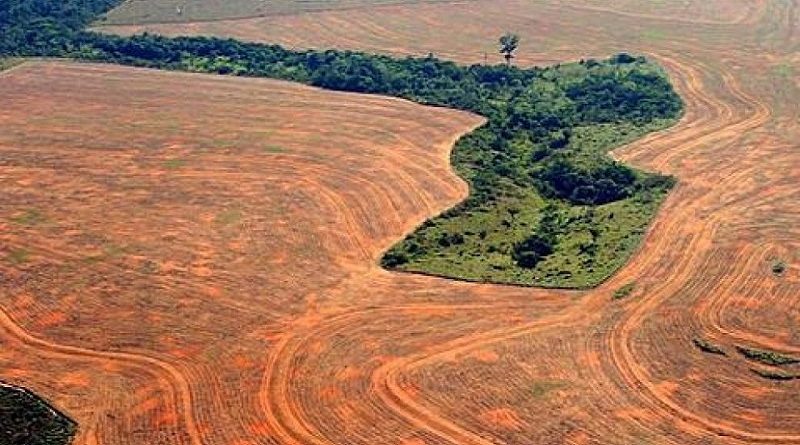 Estudio revela que la Amazonía ha perdido en 36 años una extensión similar a la de Chile