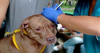 Más de 200 mascotas recibieron atención en jornada integral en Los Teques