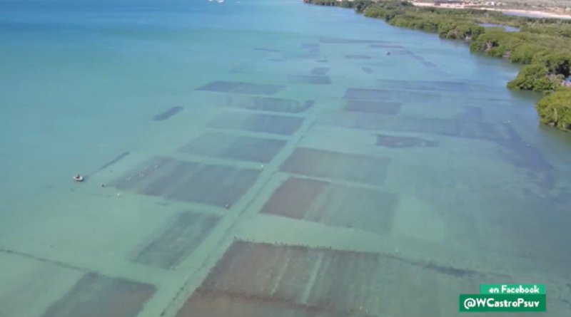 CULTIVANDO PATRIA | Algas marinas es el cuarto producto de exportación marina de Venezuela y la mayor producción la hacen emprendedores en Nueva Esparta
