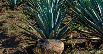 Lara celebra el 16 aniversario de la declaración del Agave Cocui como patrimonio nacional