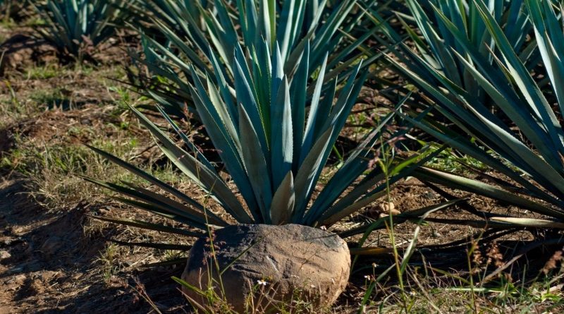 Lara celebra el 16 aniversario de la declaración del Agave Cocui como patrimonio nacional