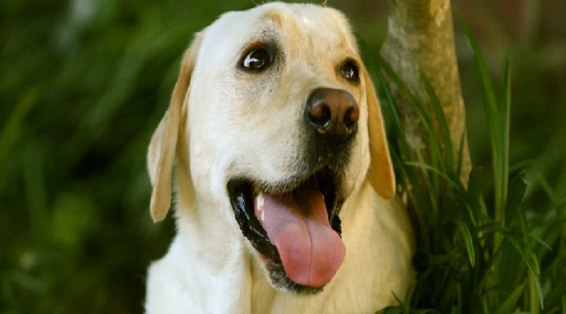 Estudio revela la razón por la que los perros inclinan la cabeza