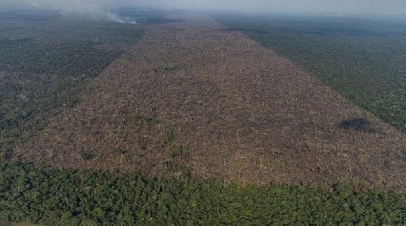 Amazonía brasileña pierde 5% de su territorio