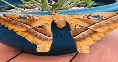 Encuentran polilla gigante sobre una maceta en Australia