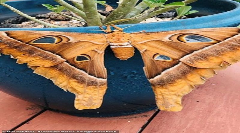 Encuentran polilla gigante sobre una maceta en Australia