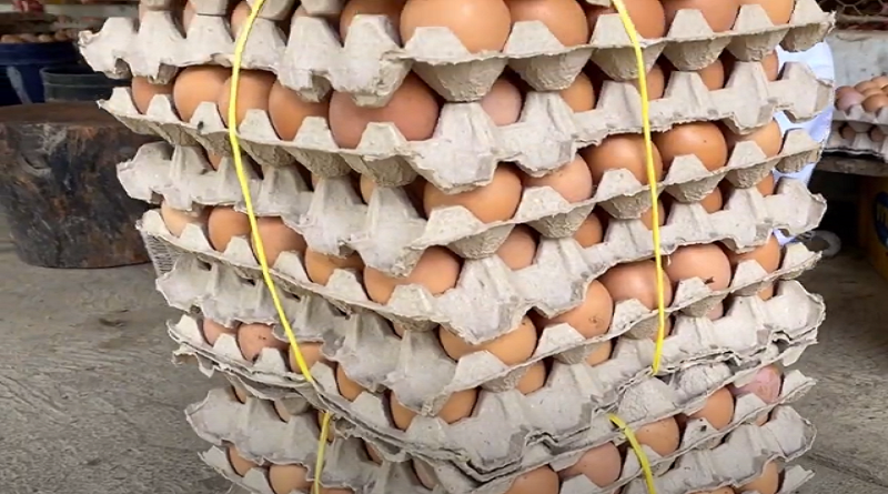 Agropecuaria Don José de Barinas tiene la meta de producir 200 cajas de huevos al día