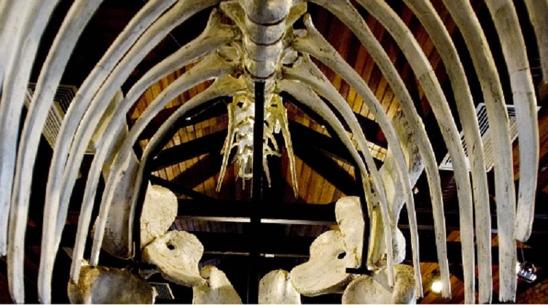 Hallan una nueva especie de dinosaurio en EE.UU.