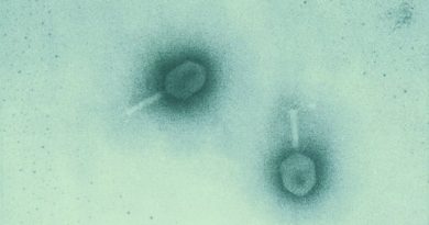 La terapia con virus podía ser la solución a las superbacterias resistentes a antibióticos