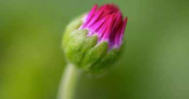 El botón floral más antiguo del mundo podría resolver el misterio de Darwin