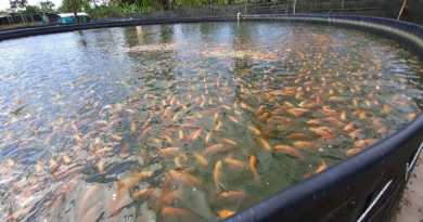 Autoridades inspeccionan cultivos de Tilapia en Yaracuy