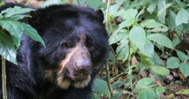 Jucumari es la única especie de oso que existe en Sudamérica